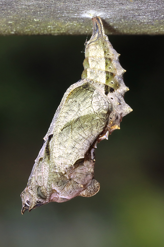 Bruco da determinare